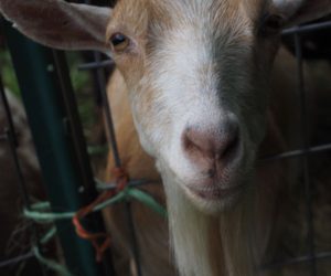 Johnson Farm, Cape Neddick ME