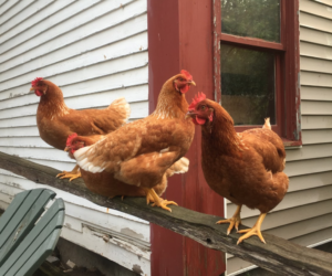 Johnson Farm, Cape Neddick ME