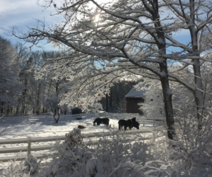 Johnson Farm, Cape Neddick ME