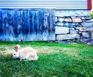 Johnson Farm, Cape Neddick ME