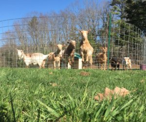 Johnson Farm, Cape Neddick ME