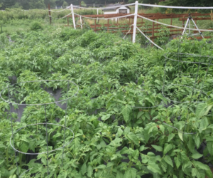 Johnson Farm, Cape Neddick ME